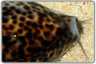 Tiger Cowrie